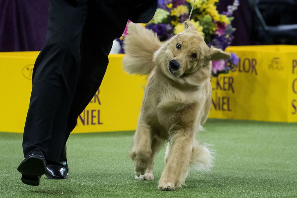A Golden Retriever competes in the sporting category<br>
